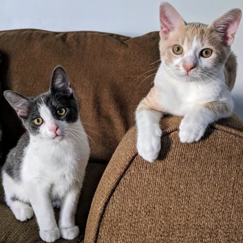 PetConnect Rescue Kix and Chex.jpg